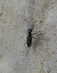 Cicindelina