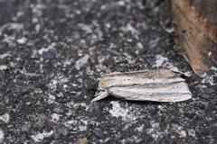 Tensha striatella