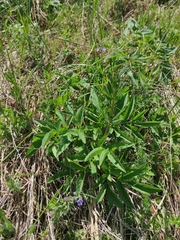 Falcaria vulgaris