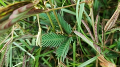 Mimosa pudica