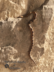 Bogertophis subocularis