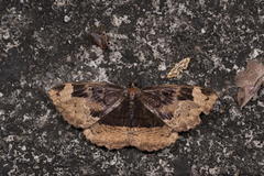 Erebus caprimulgus