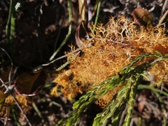 Teloschistes capensis