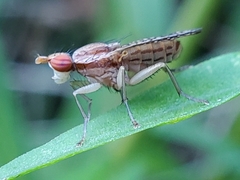 Trypetoptera canadensis