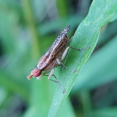 Trypetoptera canadensis