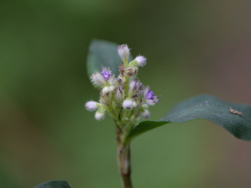 Climbing flower cup (Floscopa scandens)