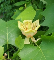 Liriodendron tulipifera