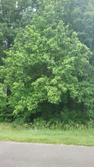 Liriodendron tulipifera