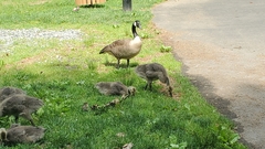 Branta canadensis
