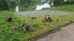 Branta canadensis