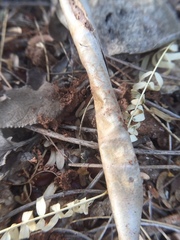 Camponotus rufoglaucus