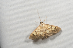 Nosophora