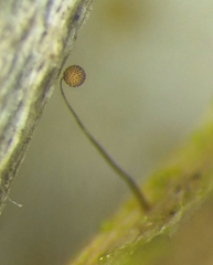 Cribraria microcarpa