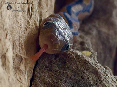 Bogertophis subocularis