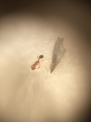 Cardiocondyla breviscapa