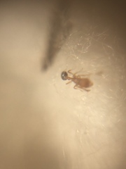 Cardiocondyla breviscapa