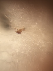 Cardiocondyla breviscapa