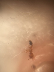 Cardiocondyla breviscapa