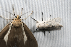 Polyphagozerra coffeae