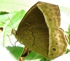 Mycalesis sudra