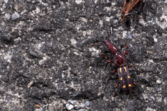 Prophthalmus wichmanni