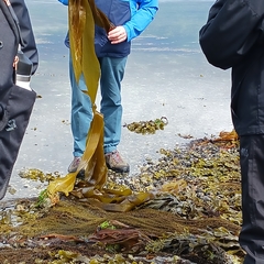 Laminaria hyperborea