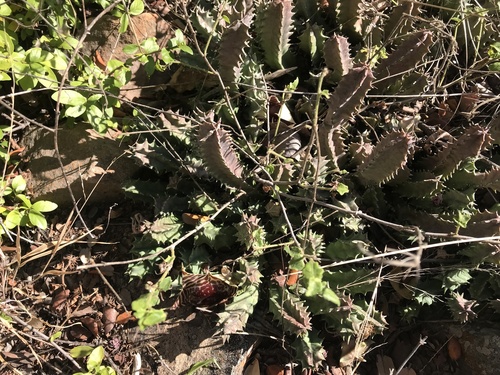 Ceropegia zebrina