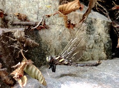 Cordulegaster dorsalis