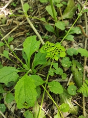 Chrysosplenium alternifolium