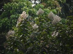 Strobocalyx arborea