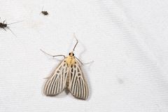 Tyspanodes hypsalis