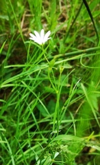 Stellaria palustris
