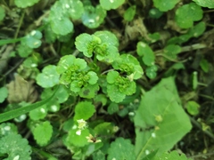Chrysosplenium alternifolium