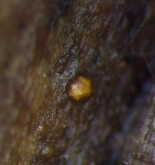 Licea minima