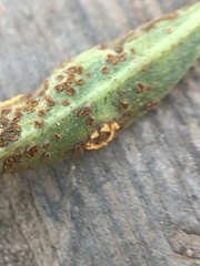 Puccinia baccharidis