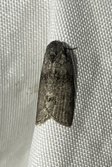 Polygrammate cadburyi