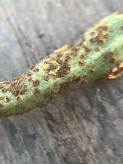 Puccinia baccharidis