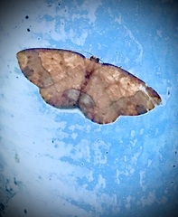 Melinodes detersaria