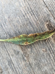 Puccinia baccharidis