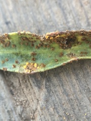 Puccinia baccharidis