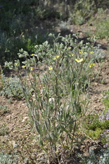 Potentilla recta laciniosa