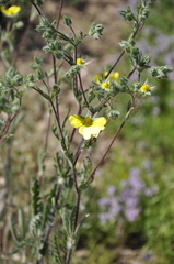 Potentilla recta laciniosa