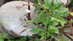 Cleome rutidosperma