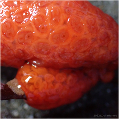 Metandrocarpa dura