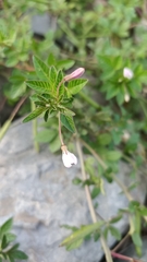 Cleome rutidosperma