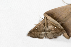 Cidariplura gladiata