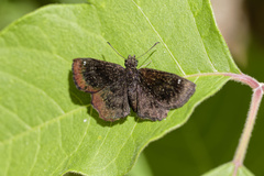 Staphylus hayhurstii