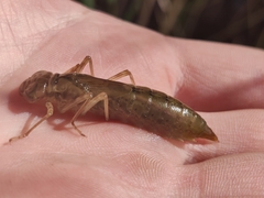 Anax imperator