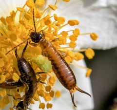 Apterygida albipennis