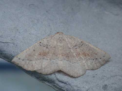 Northern Pale Alder